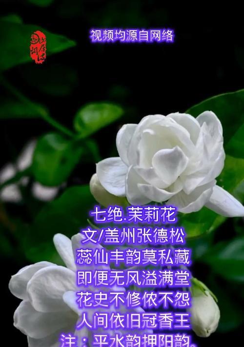 丁香茉莉的花语有何含义？丁香茉莉代表什么？