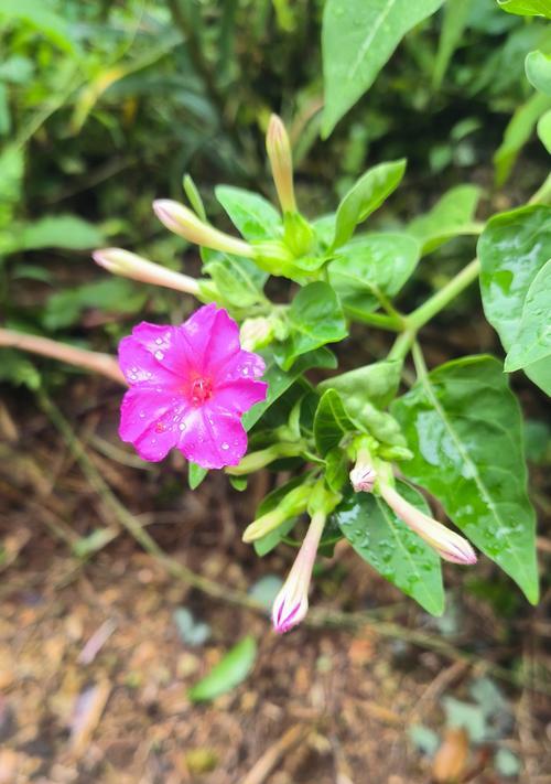 丁香茉莉的花语有何含义？丁香茉莉代表什么？