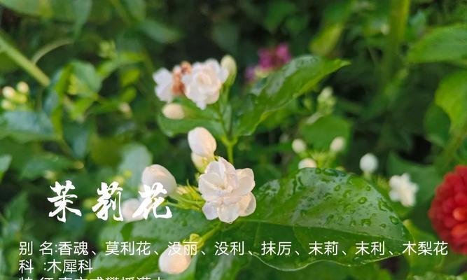 丁香茉莉的花语有何含义？丁香茉莉代表什么？