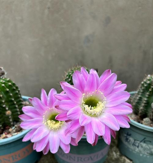 金牛角仙人球开花需要哪些条件？