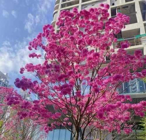 二月开花的树有哪些？它们的花语分别是什么？