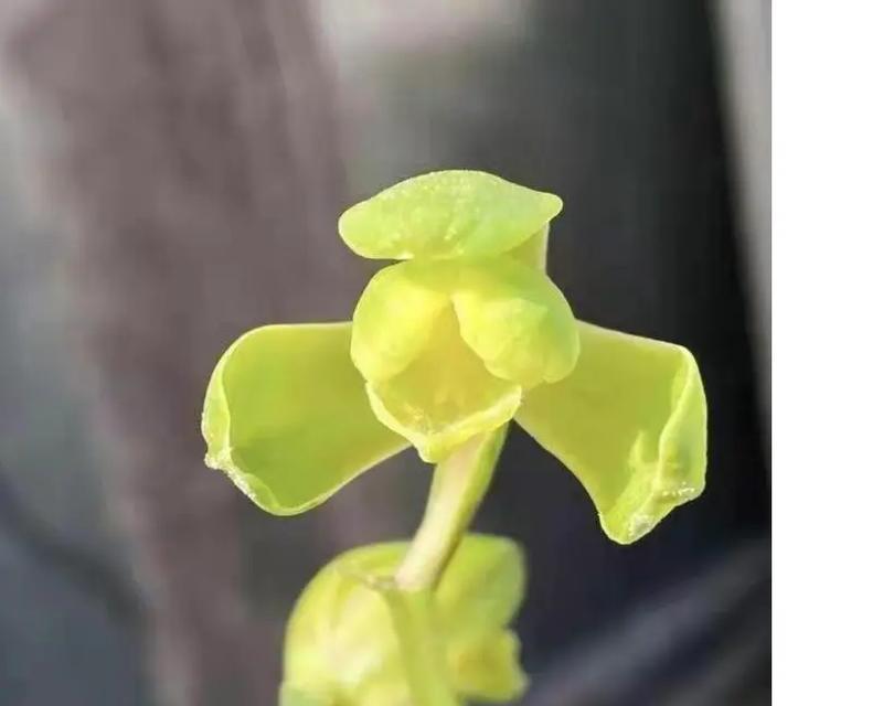 黄色兰花的花语寓意有何深意？