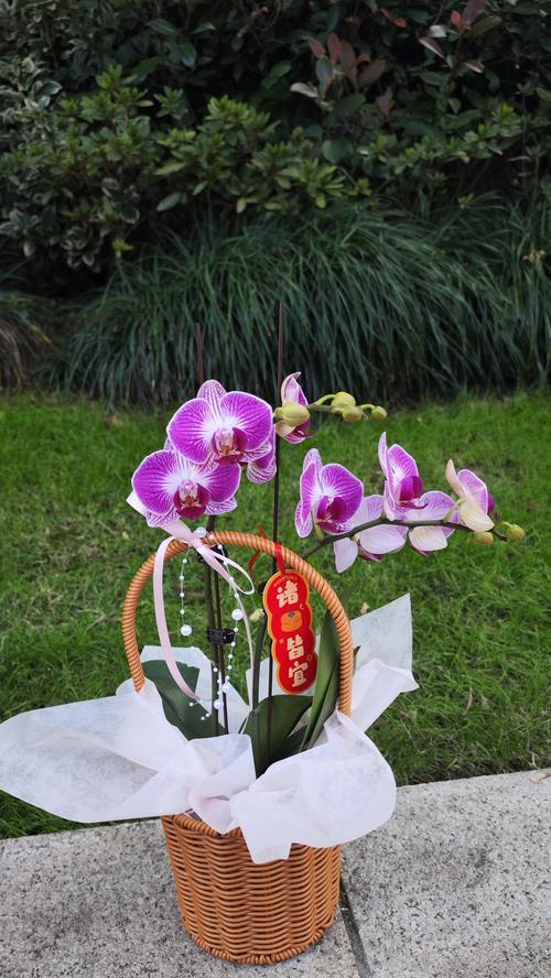 黄色兰花的花语寓意有何深意？