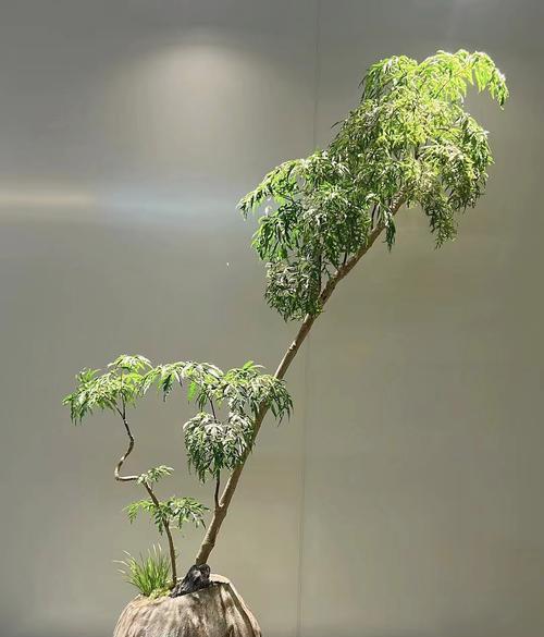 福禄寿仙人球的养护要点？