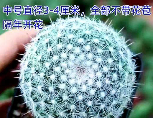 福禄寿仙人球的养护要点？