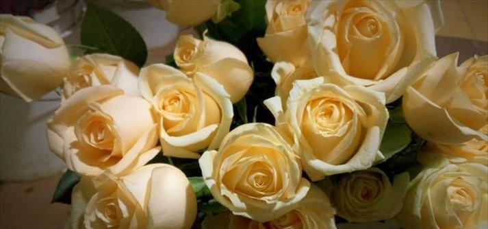 香槟金色衬衫代表什么？它的花语有何含义？