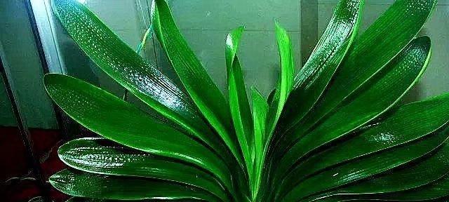 泥鳅养君子兰的秘诀是什么？如何促进其开花？