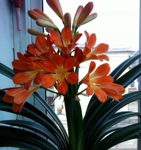 泥鳅养君子兰的秘诀是什么？如何促进其开花？