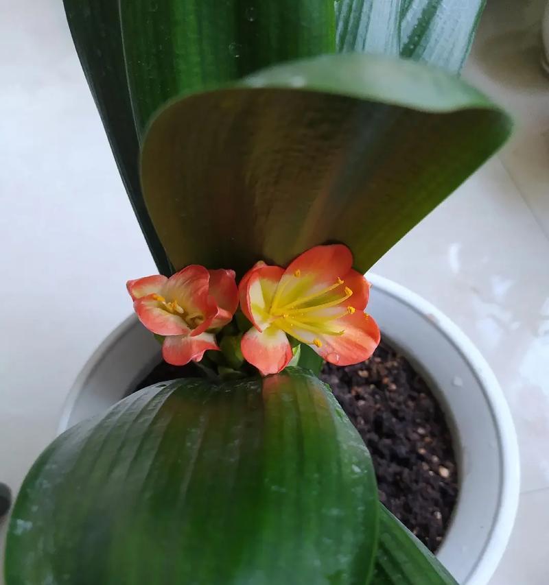 泥鳅养君子兰的秘诀是什么？如何促进其开花？
