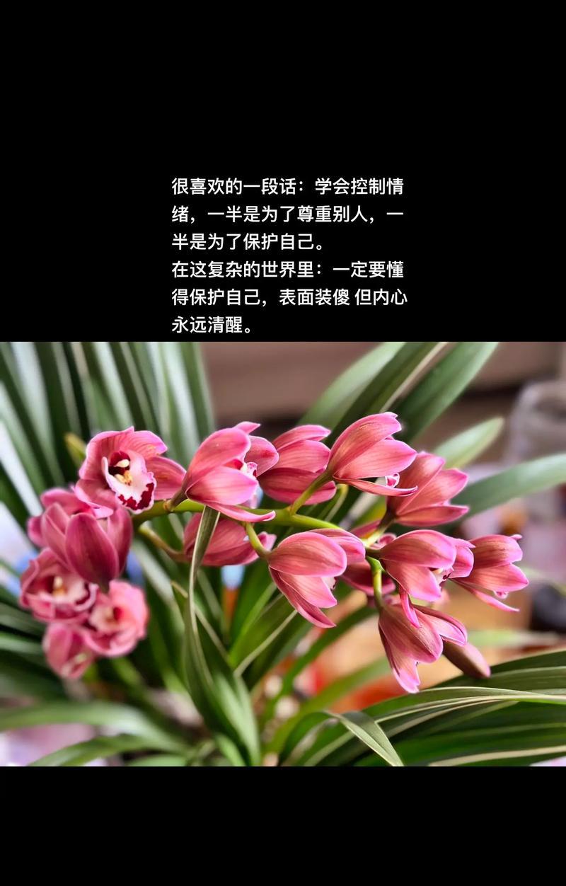 什么花的花语是急躁？急躁的花语有哪些？