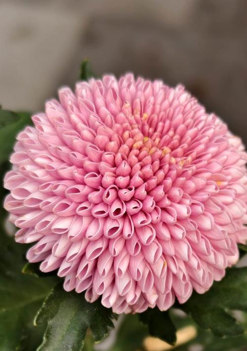 什么花的花语是急躁？急躁的花语有哪些？