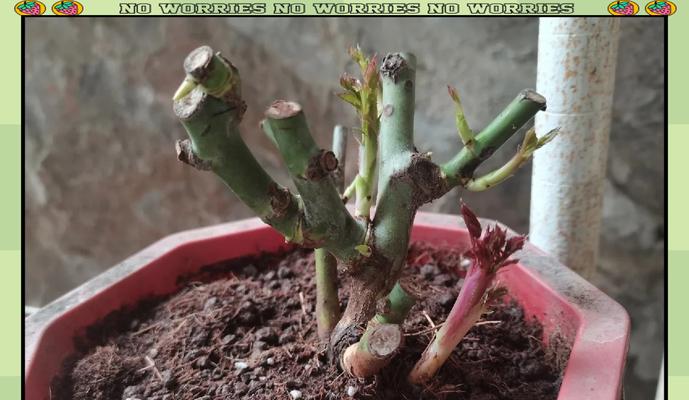 玫瑰花催芽的最佳方法是什么？