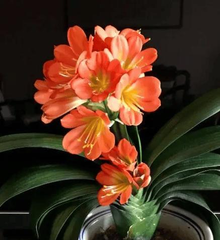 开红花的黄叶君子兰的名称是什么？如何正确养护以改善其状态？