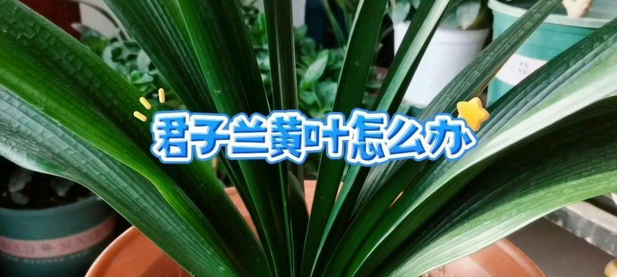 开红花的黄叶君子兰的名称是什么？如何正确养护以改善其状态？