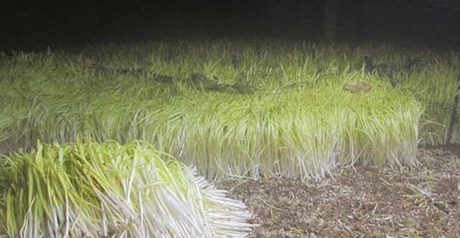 磁力菇仙人掌的种植步骤是什么？