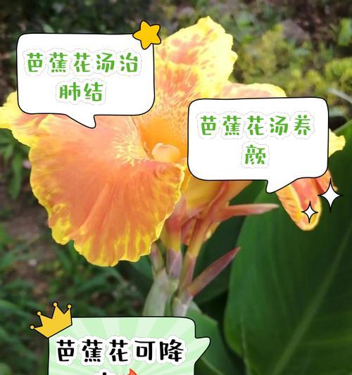 芭比花的寓意和花语是什么？