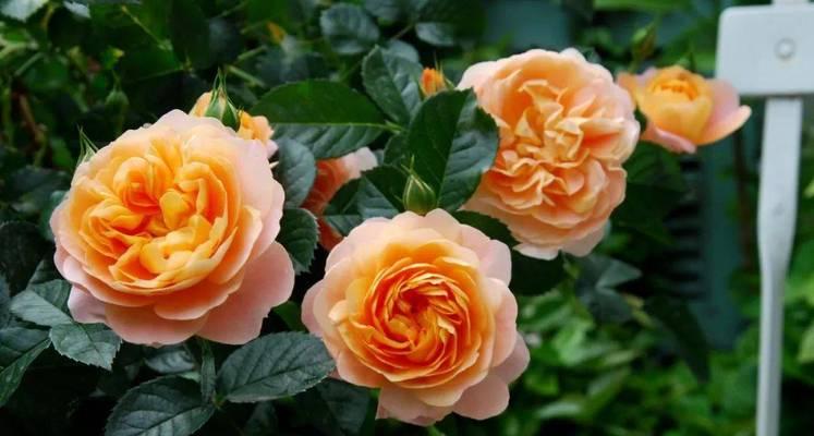 芭比花的寓意和花语是什么？