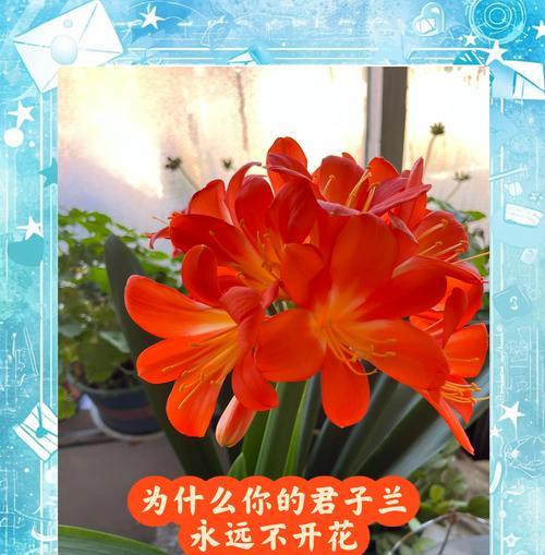 君子兰的开花周期是多久？