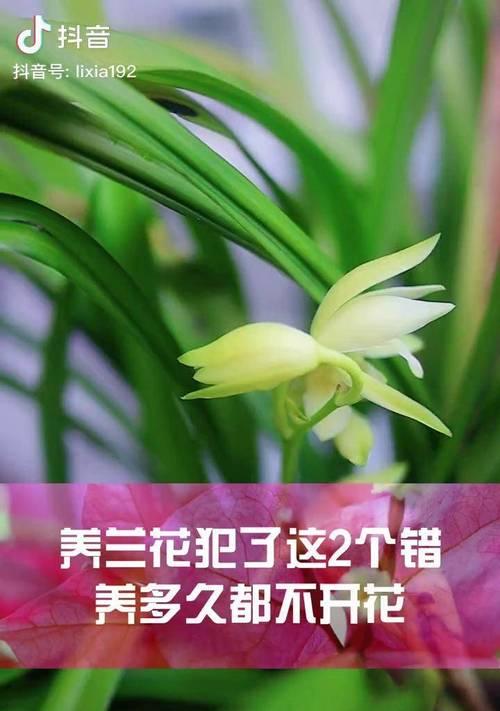 君子兰的开花周期是多久？