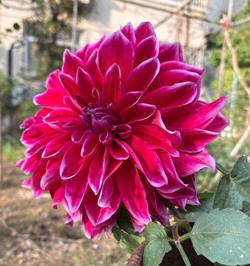 红薯花盆栽的花语和寓意是什么？