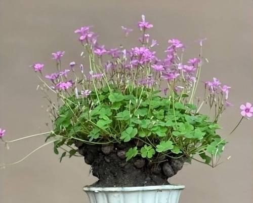 红薯花盆栽的花语和寓意是什么？