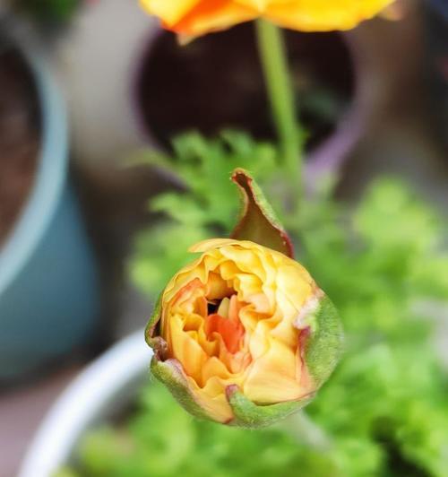 地栽牡丹花冬季如何过冬？有哪些保暖措施？