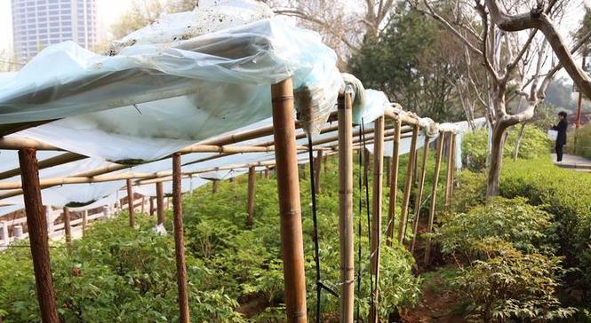 地栽牡丹花冬季如何过冬？有哪些保暖措施？