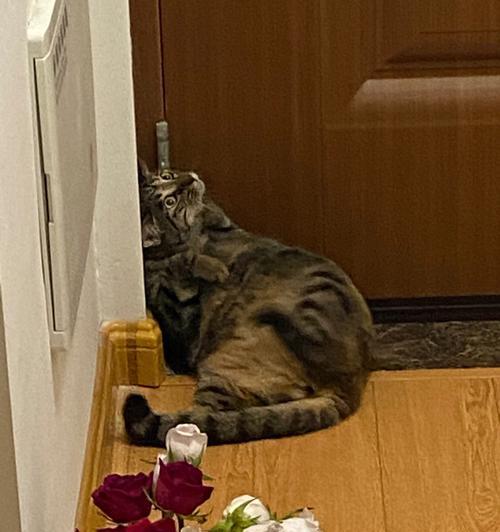黑炭猫玫瑰花的养护技巧是什么？