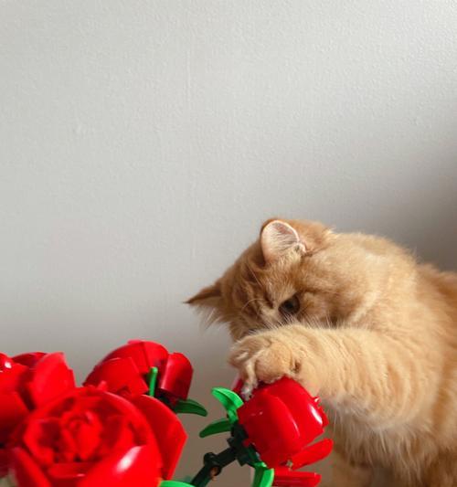 黑炭猫玫瑰花的养护技巧是什么？