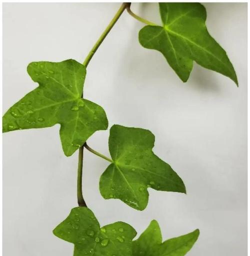 绿叶粉玫瑰花的养护要点是什么？怎样才能养得更好？