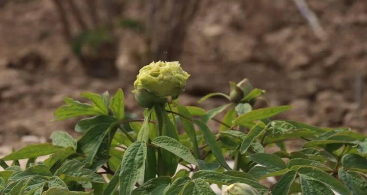 牡丹花为何会有花苞出现？