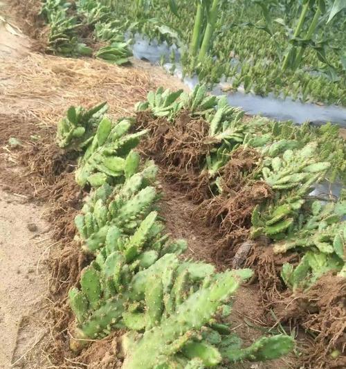 千佛手仙人掌的种植方法是什么？