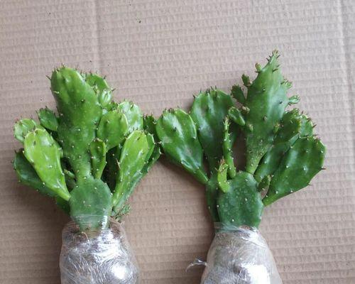 千佛手仙人掌的种植方法是什么？