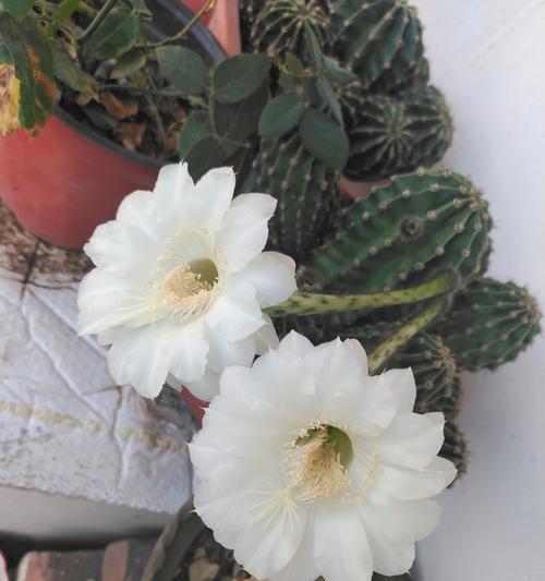哪种仙人球的花被认为最漂亮？