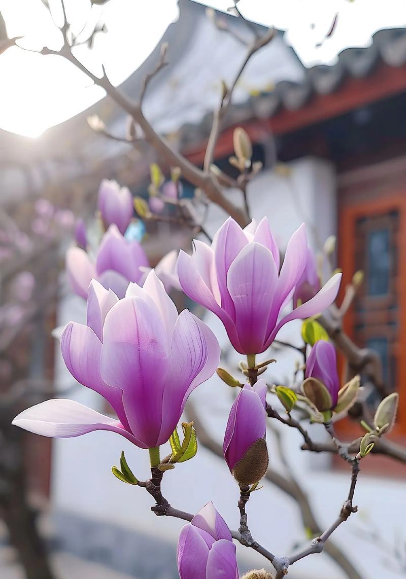 伟大的花有什么花语？