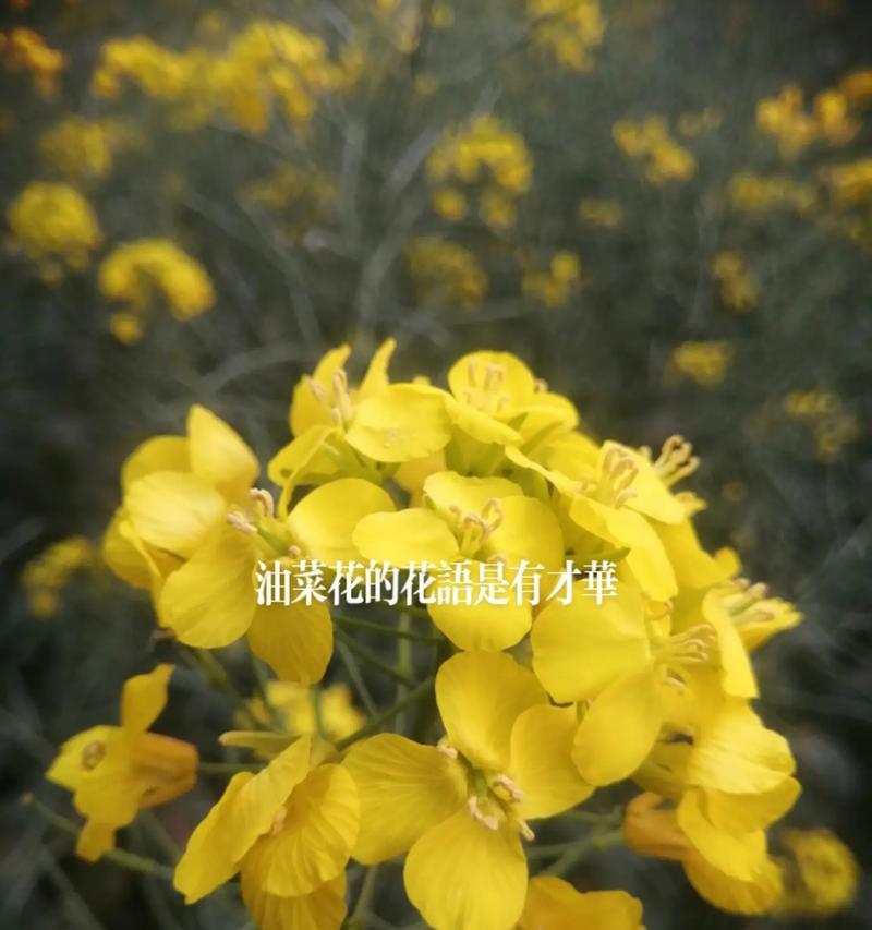 伟大的花有什么花语？