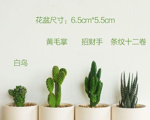 仙人球盆栽的移盆换土方法是什么？如何操作才能保证仙人球的健康生长？