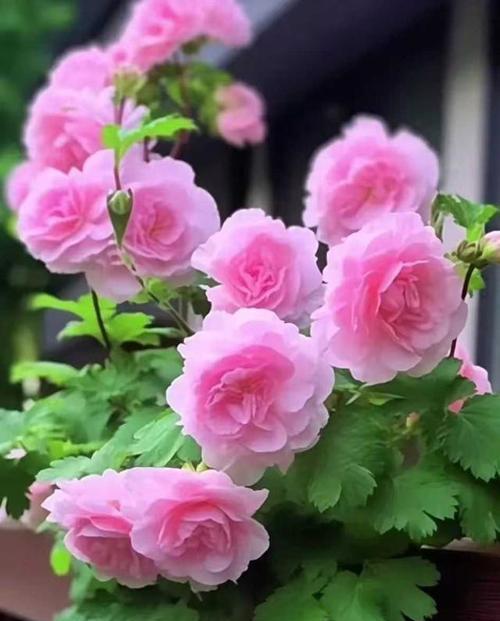 哪种花的花语代表家庭幸福？家庭幸福的花语是什么？