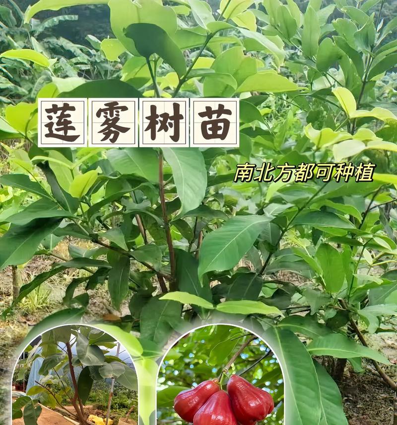 莲雾的花语有哪些特别含义？