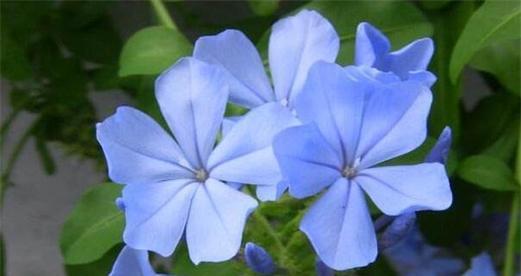 莲雾的花语有哪些特别含义？