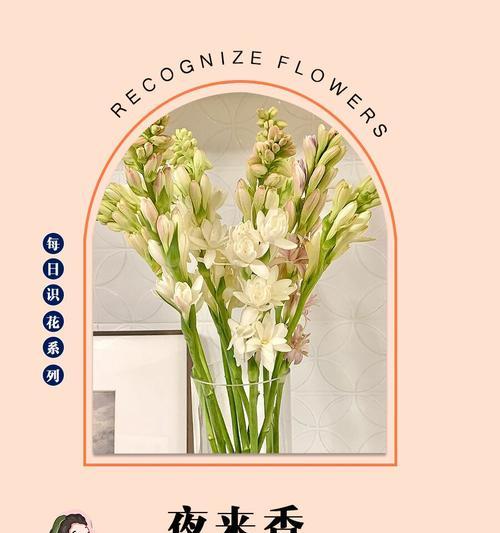 夜来香的花语及其特点是什么？
