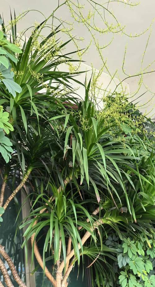 龙须牡丹花的种植方法有哪些？种植过程中应注意什么？