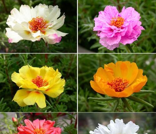 龙须牡丹花的种植方法有哪些？种植过程中应注意什么？