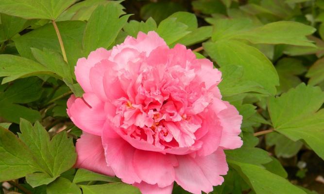 龙须牡丹花的种植方法有哪些？种植过程中应注意什么？