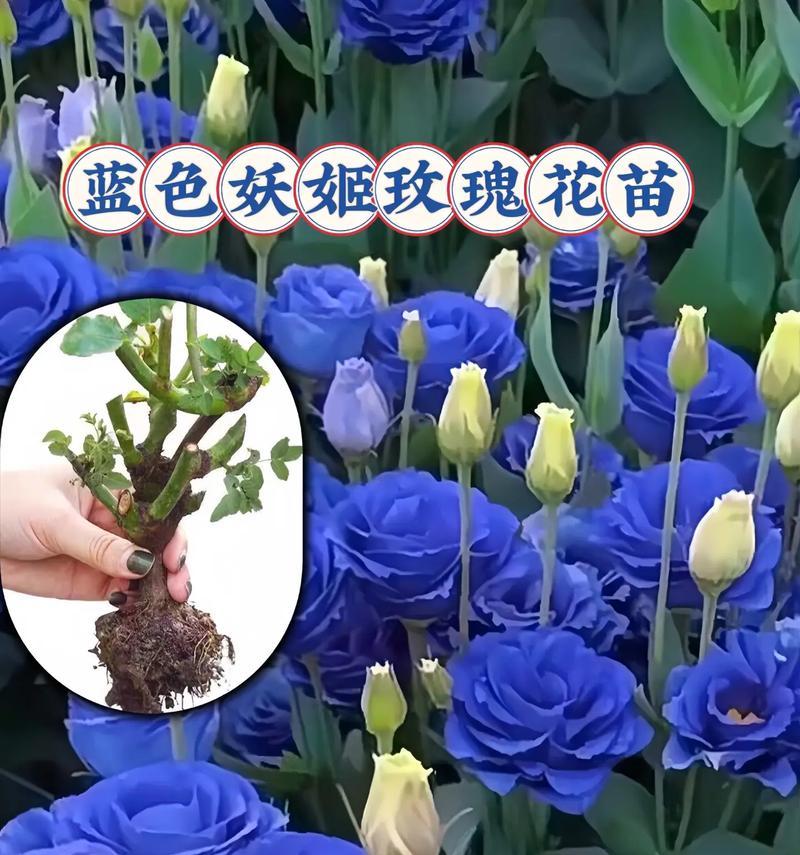 几朵蓝色妖姬代表什么花语？蓝色妖姬在花语中通常意味着什么？