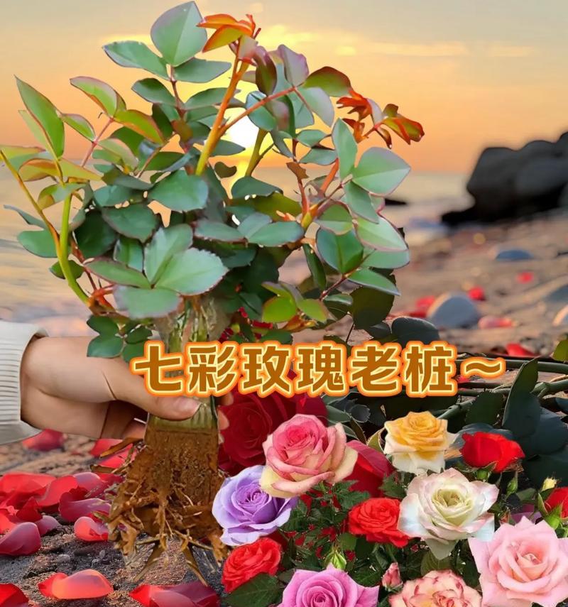 玫瑰花的开花时间是什么时候？如何促进玫瑰花提前开花？