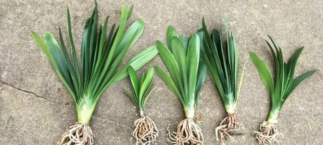 君子兰的最佳种植时间是什么时候？