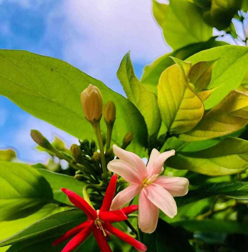 黑荆棘象征着怎样的花语？