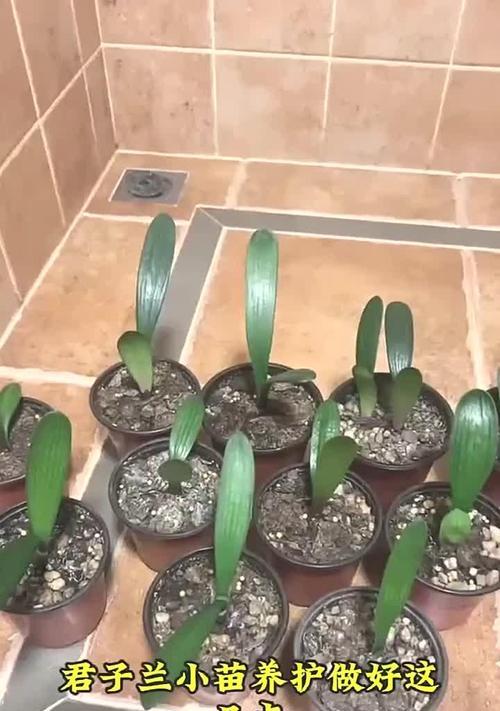 君子兰的最佳种植时间是什么时候？