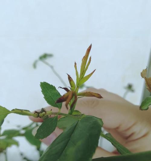 玫瑰花芽的正确插法是什么？花芽的作用是什么？